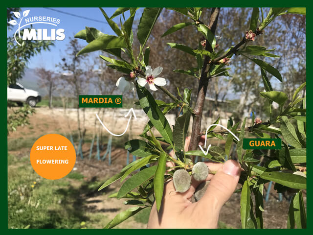 𝗠𝗔𝗥𝗗𝗜𝗔® New Almond Variety